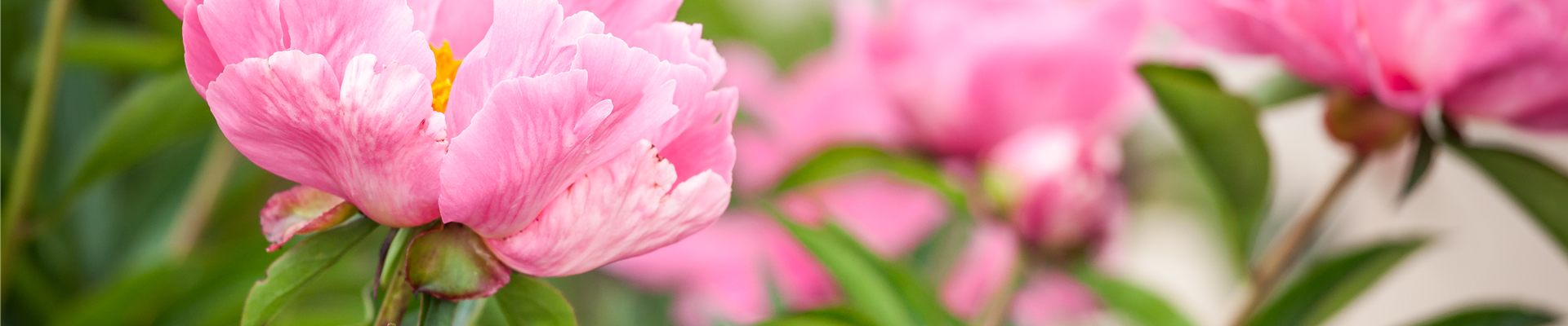 GS529479.jpg GS529479.jpg