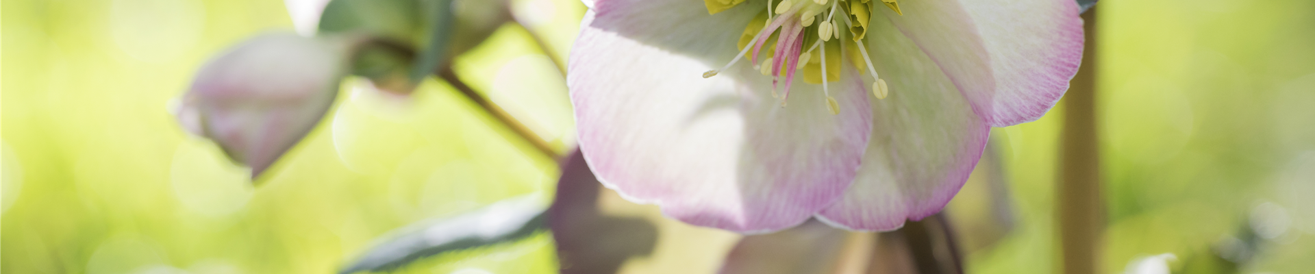 GS526335.jpg GS526335.jpg