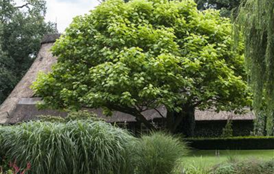 Frühjahrskur für Ihren Rasen Frühjahrskur für Ihren Rasen