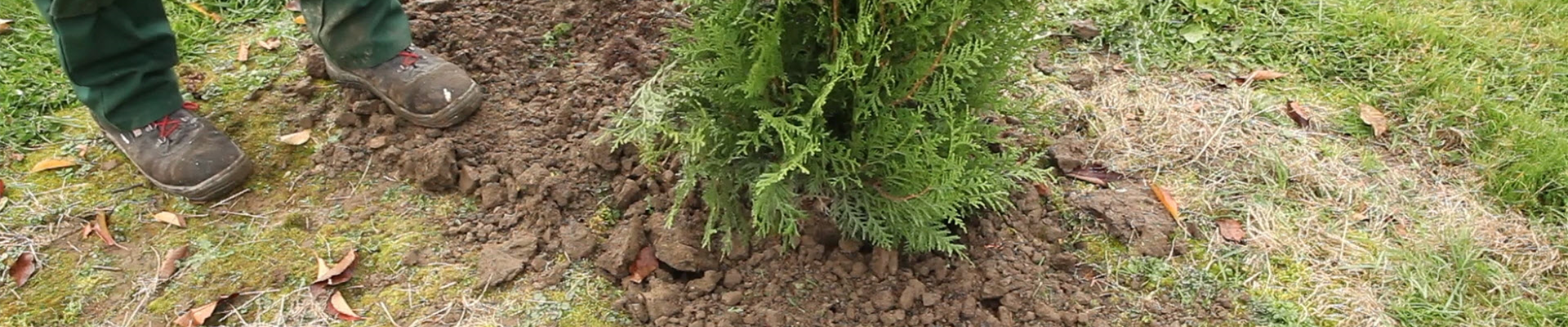 Lebensbaum - Einpflanzen im Garten (thumbnail).jpg