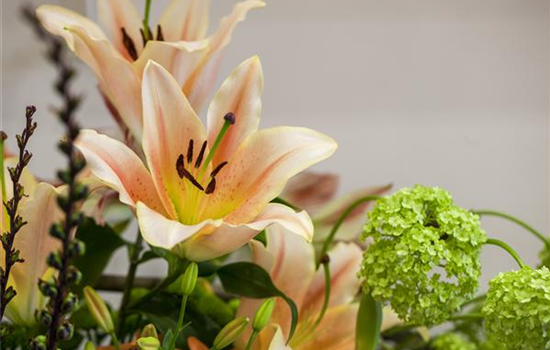 Lilien – Königinnen im Garten Lilien – Königinnen im Garten