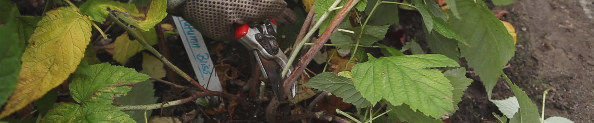 Himbeeren - Zurückschneiden im Herbst (thumbnail).jpg Himbeeren - Zurückschneiden im Herbst (thumbnail).jpg