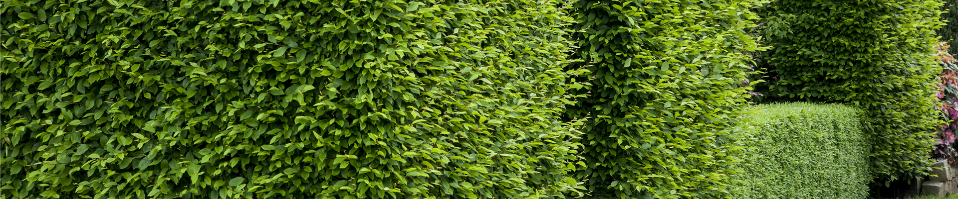 GS429996.jpg GS429996.jpg