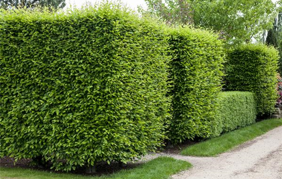 Sichtschutz für Ihren Garten Sichtschutz für Ihren Garten