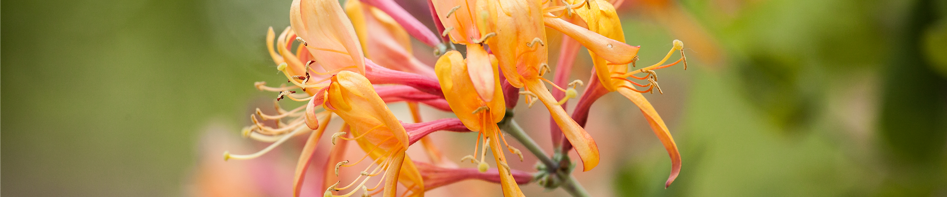 GS529565.jpg GS529565.jpg