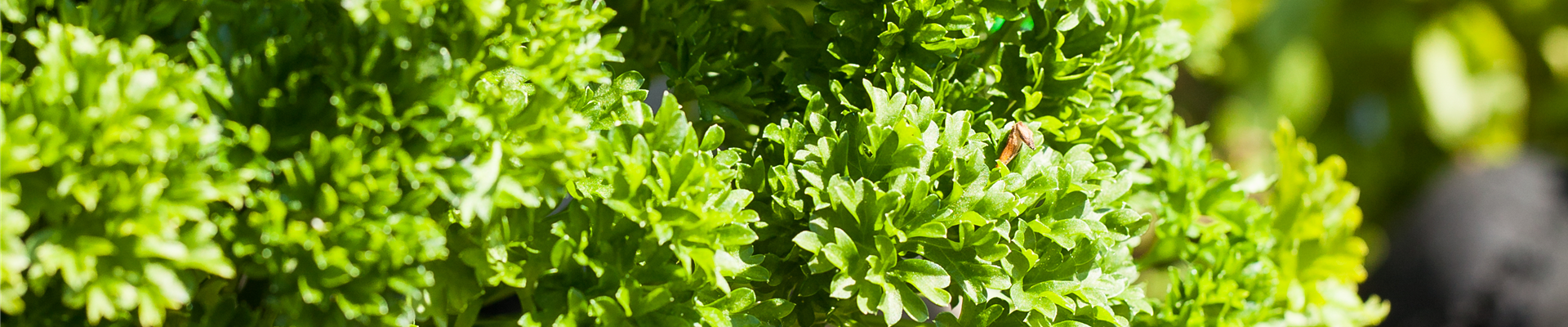 GS529631.jpg GS529631.jpg