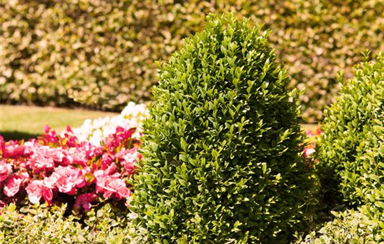 Alles über Buchs Alles über Buchs