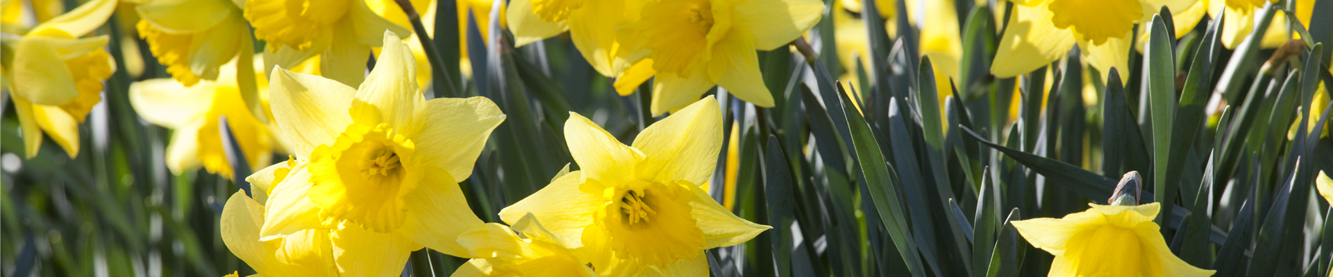 GS475799.jpg GS475799.jpg