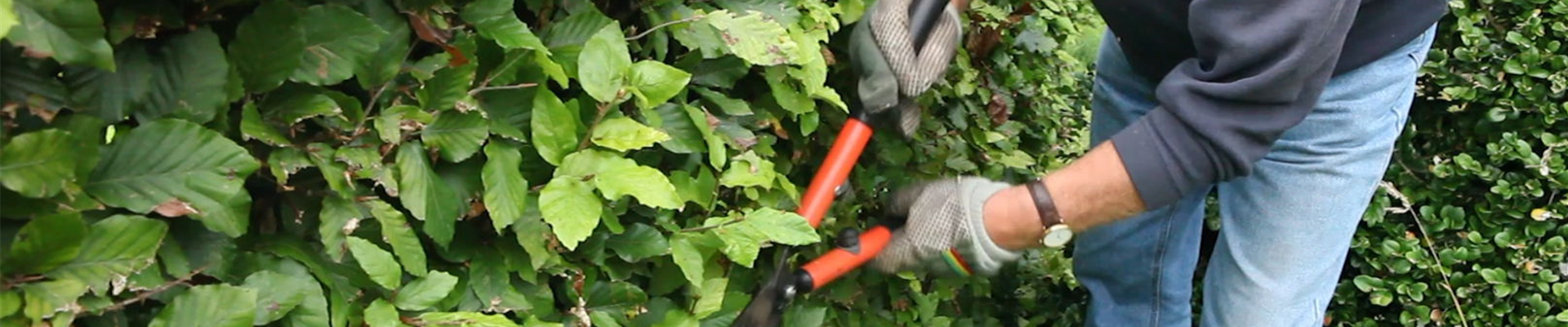 Rotbuchenhecke - Zurückschneiden mit der Hand-Heckenschere (4).jpg Rotbuchenhecke - Zurückschneiden mit der Hand-Heckenschere (4).jpg