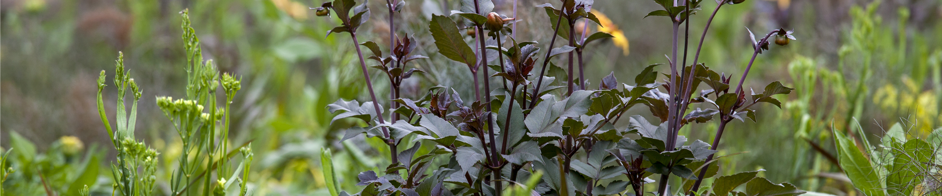 GS499182.jpg GS499182.jpg