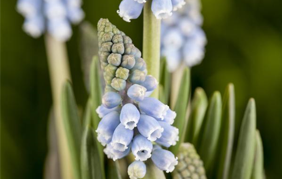Fliegende Ostertassen Fliegende Ostertassen