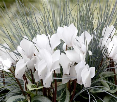 Alpenveilchen: Drinnen und draußen Alpenveilchen: Drinnen und draußen