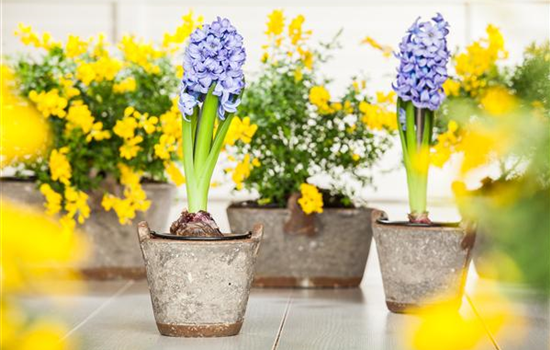 Hyazinthe, Krokus und Co. – der Frühling wird bunt Hyazinthe, Krokus und Co. – der Frühling wird bunt