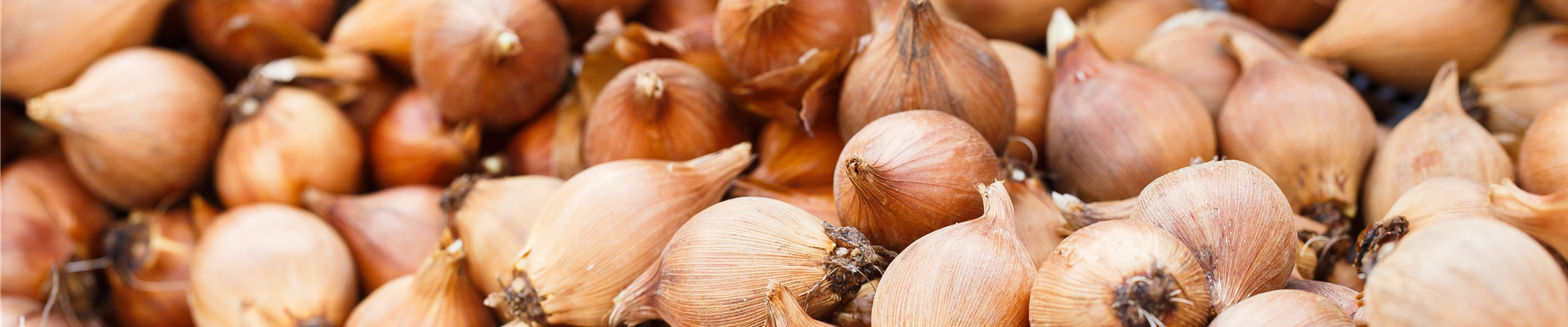 GS591000.jpg GS591000.jpg