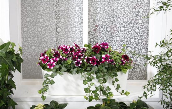 Bereit für den Sommer – Balkon und Garten blühen richtig auf Bereit für den Sommer – Balkon und Garten blühen richtig auf