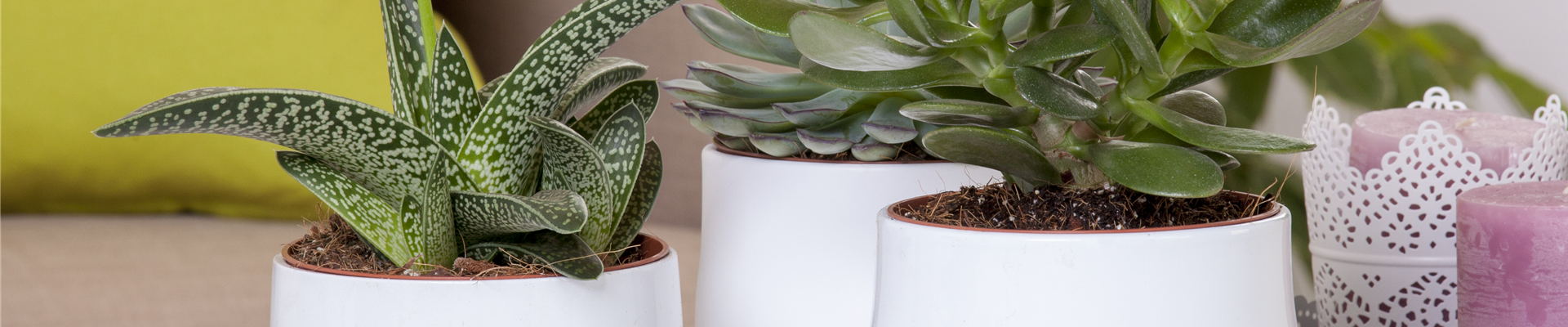 GS535306.jpg GS535306.jpg