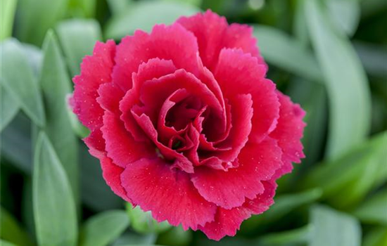 Der 1. Mai – was hat er mit Pflanzen und Blumen zu tun? Der 1. Mai – was hat er mit Pflanzen und Blumen zu tun?