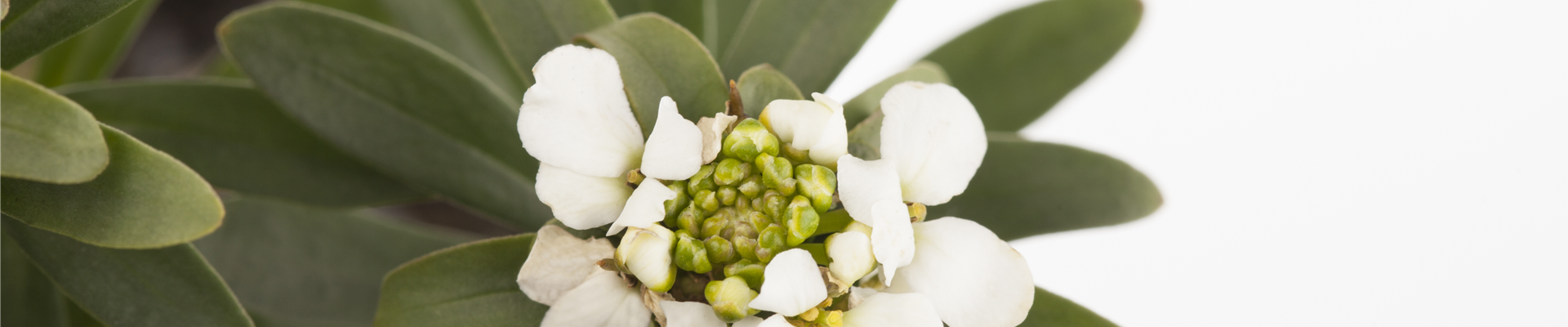 GS458188.jpg GS458188.jpg