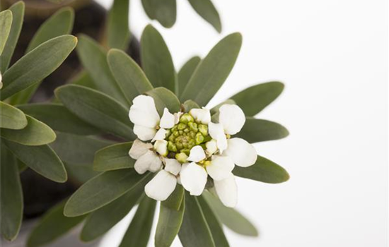 Die Schleifenblume – ein wahres Mauerblümchen Die Schleifenblume – ein wahres Mauerblümchen