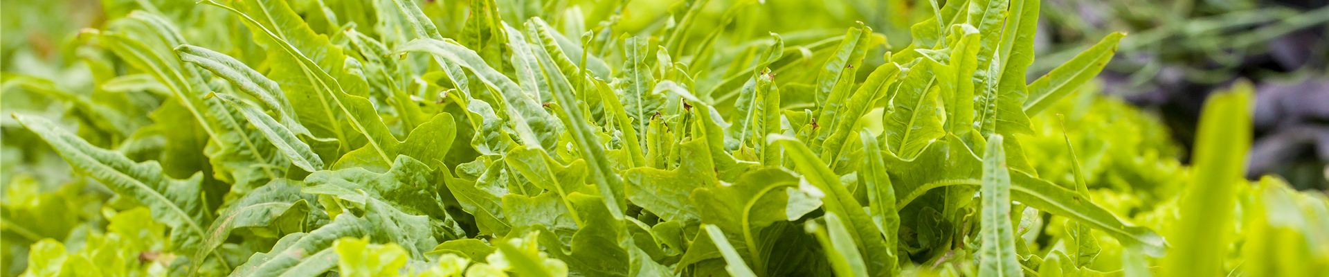 GS613710.jpg GS613710.jpg