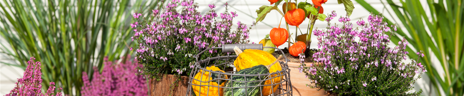 GS529512.jpg GS529512.jpg