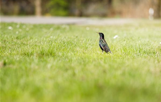 Von der Schule in den Garten – wo Rollrasen herkommt Von der Schule in den Garten – wo Rollrasen herkommt