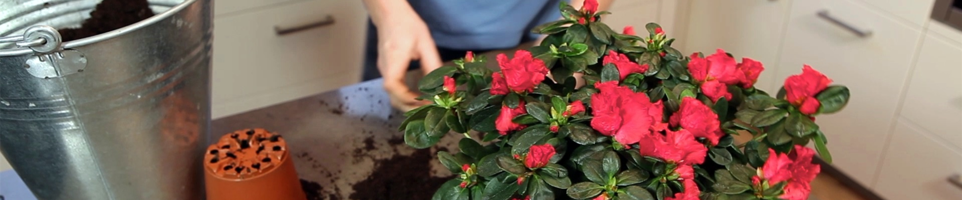 Azalee - Einpflanzen in ein Gefäß (thumbnail).jpg Azalee - Einpflanzen in ein Gefäß (thumbnail).jpg