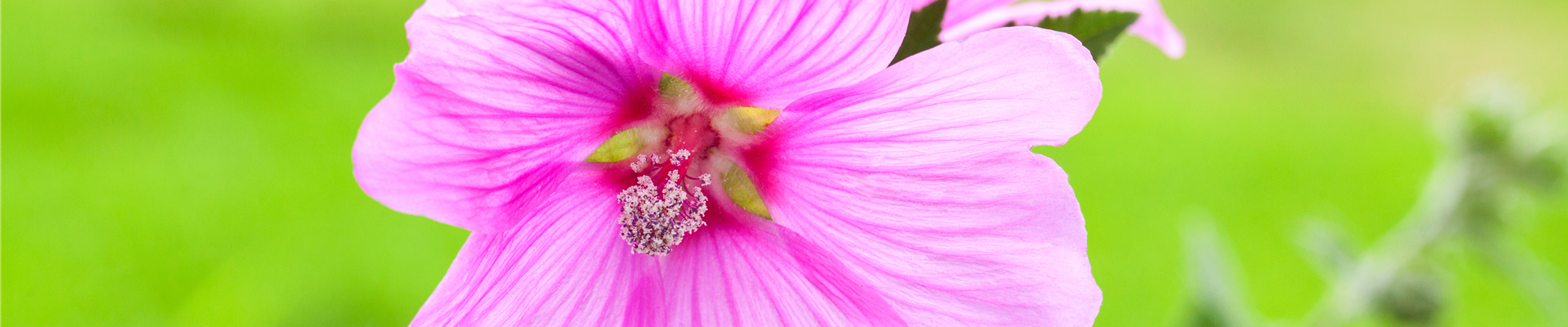 GS520153.jpg GS520153.jpg