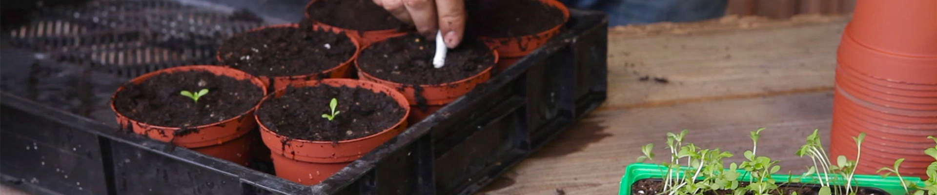 Zwergastern - Pikieren (thumbnail).jpg Zwergastern - Pikieren (thumbnail).jpg