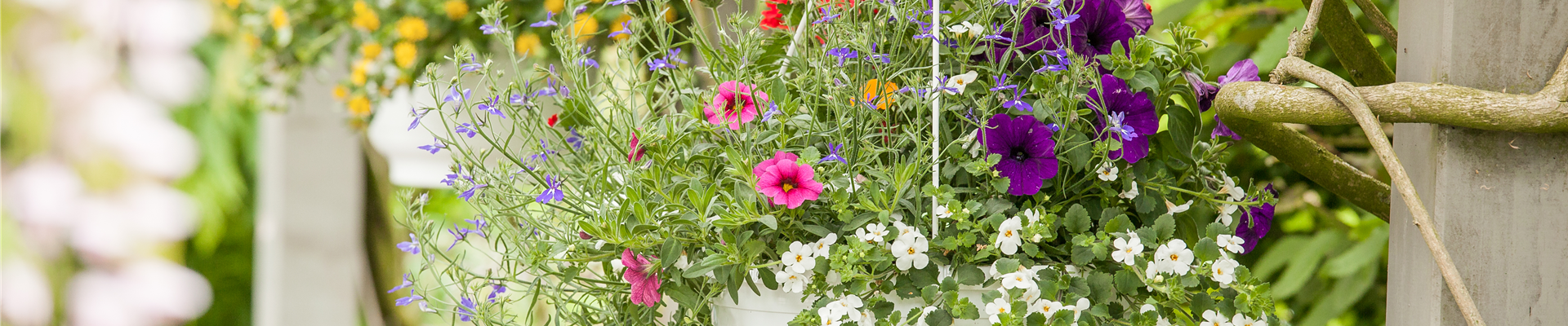 GS529474.jpg GS529474.jpg