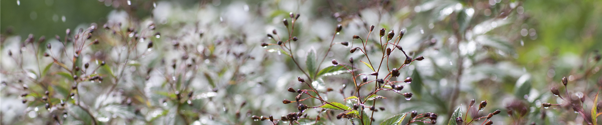 GS505092.jpg GS505092.jpg