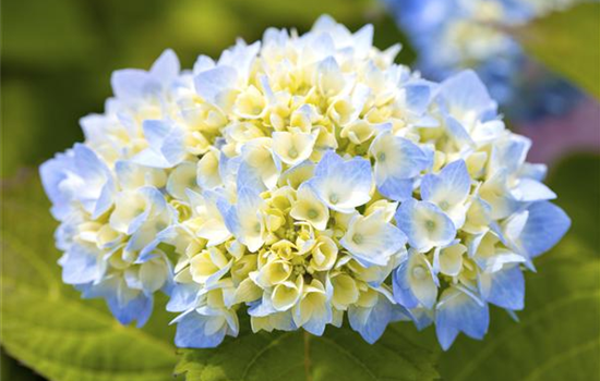 Hortensienarten und ihre wundervollen Eigenschaften Hortensienarten und ihre wundervollen Eigenschaften