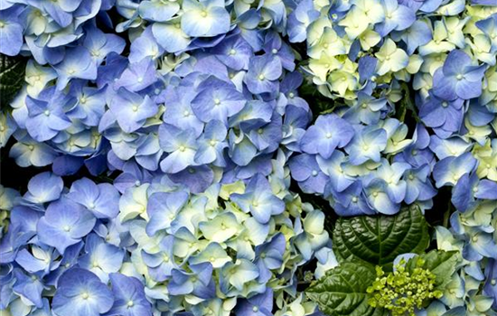Der schöne Garten-Klassiker – die Hortensie Der schöne Garten-Klassiker – die Hortensie