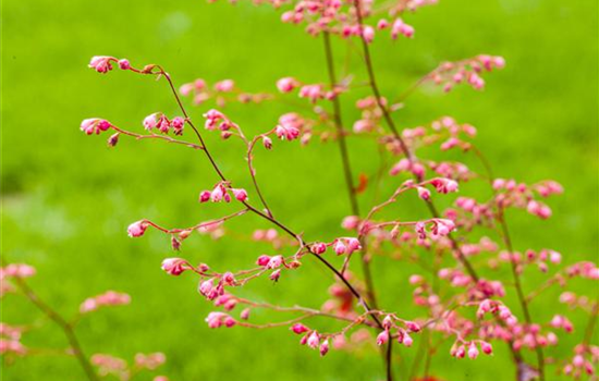 Das Purpurglöckchen – Zarte und filigrane Schönheit Das Purpurglöckchen – Zarte und filigrane Schönheit