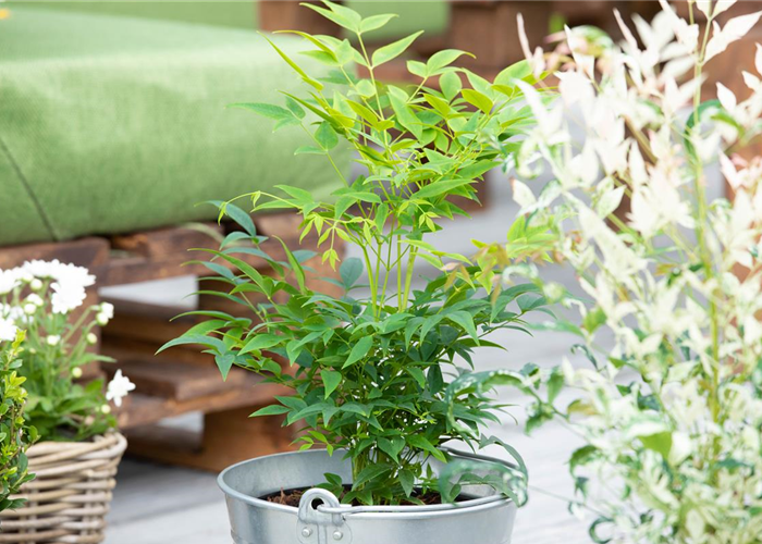 Nandina domestica 'MAGICAL® Lemon-Lime' Nandina domestica 'MAGICAL® Lemon-Lime'