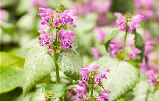 Essbares aus dem Wald Essbares aus dem Wald