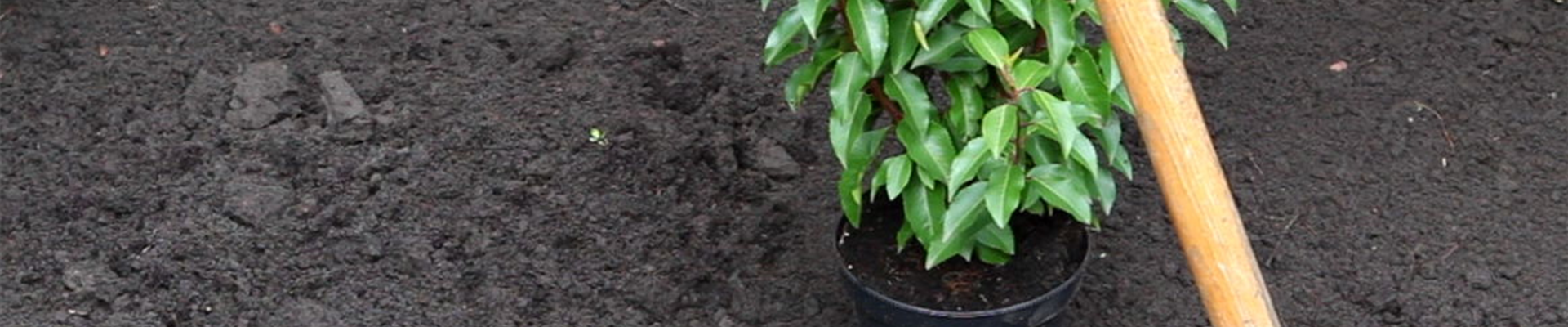 Portugiesischer Kirschlorbeer - Einpflanzen im Garten (2).jpg Portugiesischer Kirschlorbeer - Einpflanzen im Garten (2).jpg