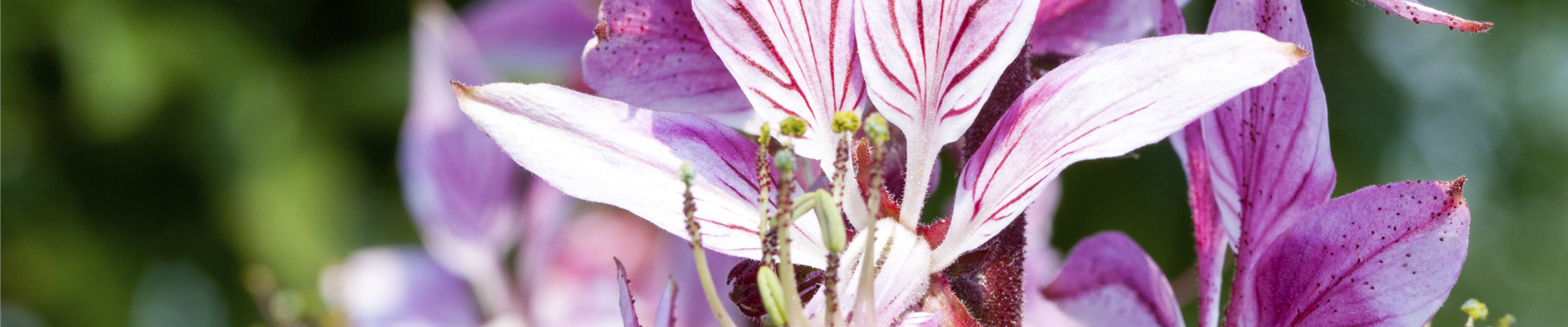 GS492660.jpg GS492660.jpg