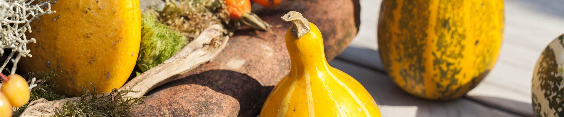 GS502932.jpg GS502932.jpg