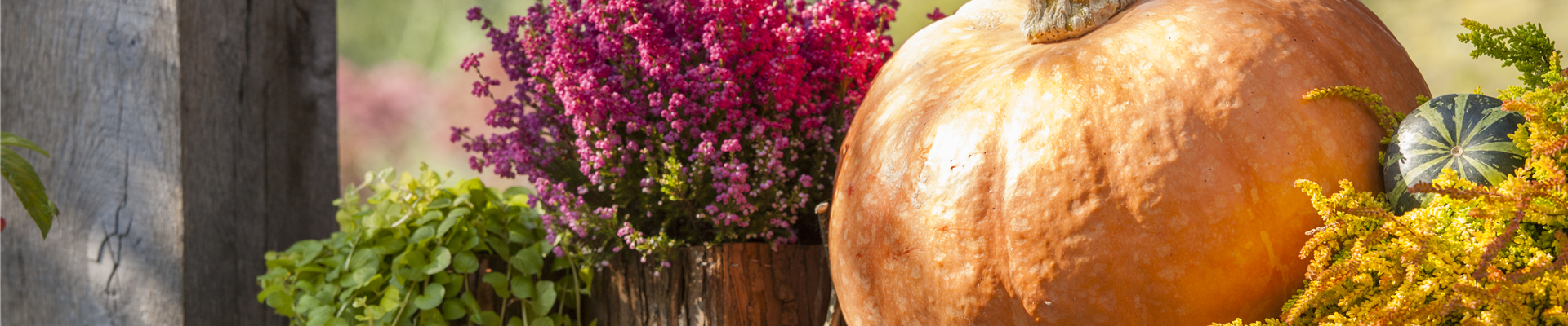 GS502925.jpg GS502925.jpg