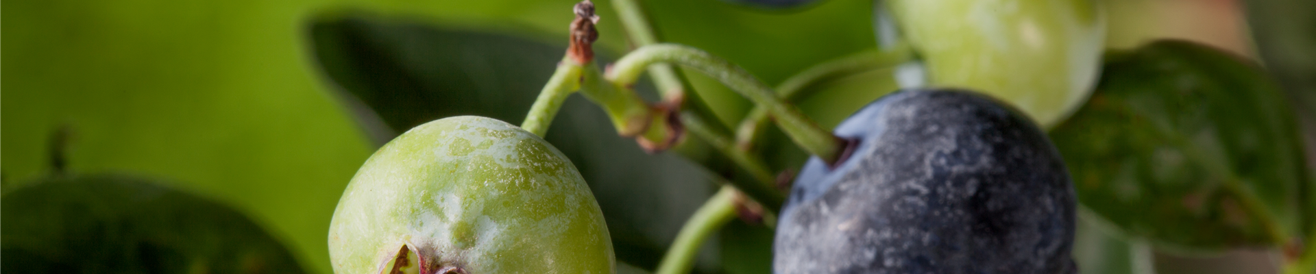 GS406748.jpg GS406748.jpg