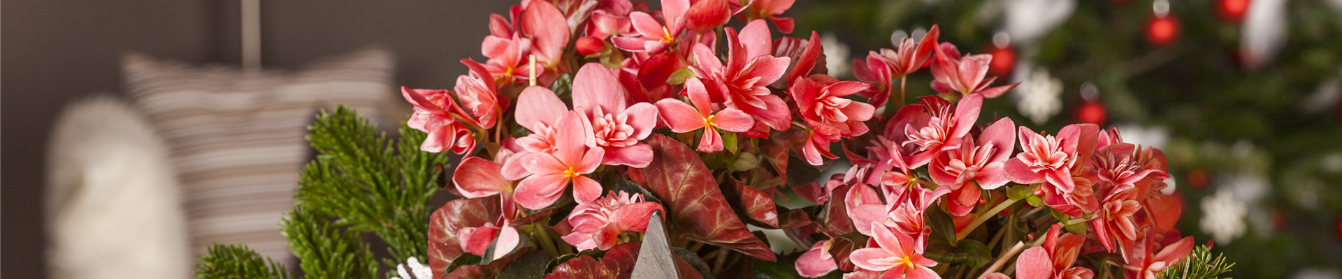 GS425965.jpg GS425965.jpg