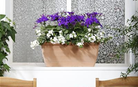 Der Winter wird grün: Winterharte Pflanzen für den Balkon Der Winter wird grün: Winterharte Pflanzen für den Balkon