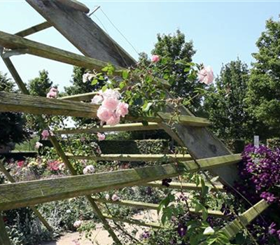 Gartengestaltung - Rosengarten Gartengestaltung - Rosengarten