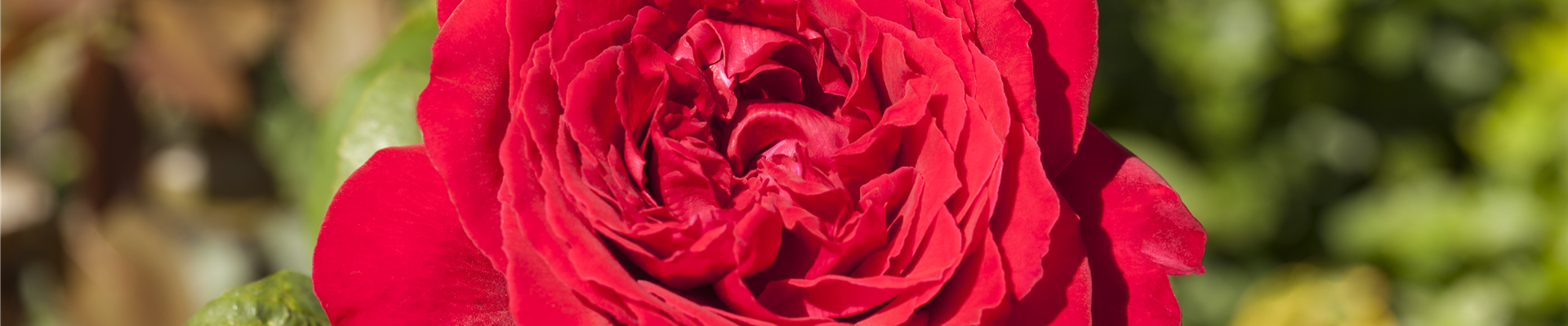 GS517099.jpg GS517099.jpg