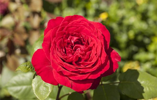 Rosen pflanzen und schneiden  Rosen pflanzen und schneiden