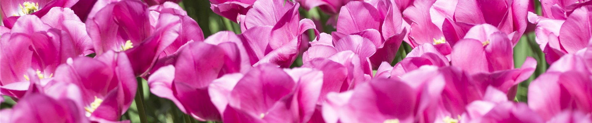 GS492208.jpg GS492208.jpg