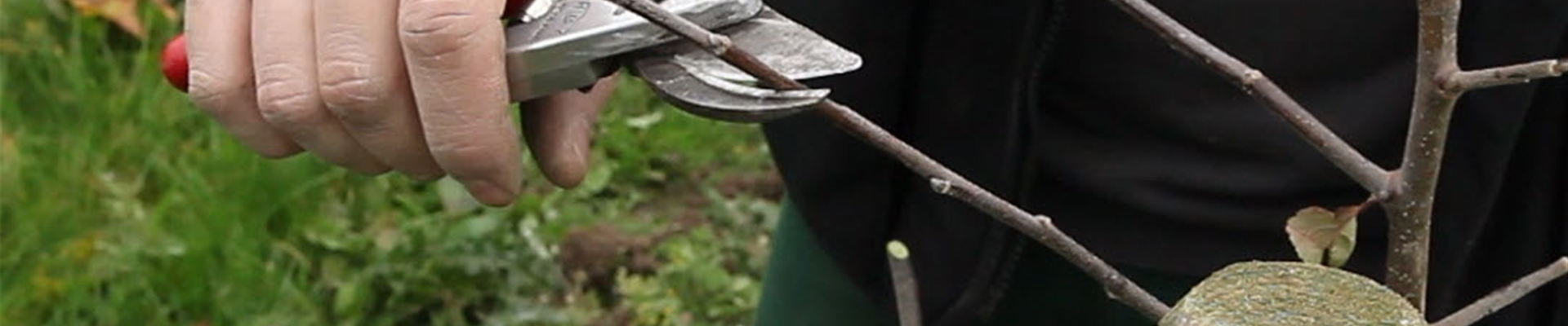 Apfelbaum - Pflanzschnitt (Anleitung - 3).jpg Apfelbaum - Pflanzschnitt (Anleitung - 3).jpg