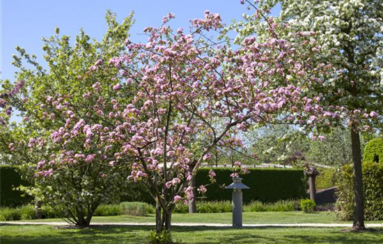 Obstgehölze schneiden - Basis ertragreicher Ernten