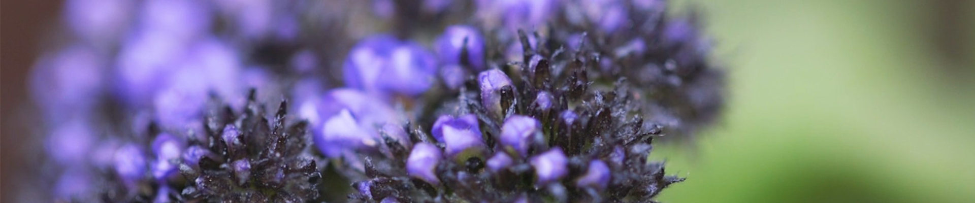 Vanilleblume - Einpflanzen im Garten (thumbnail).jpg Vanilleblume - Einpflanzen im Garten (thumbnail).jpg